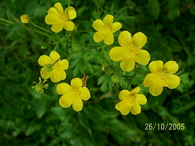 Ranunculus acris / Ranuncolo comune